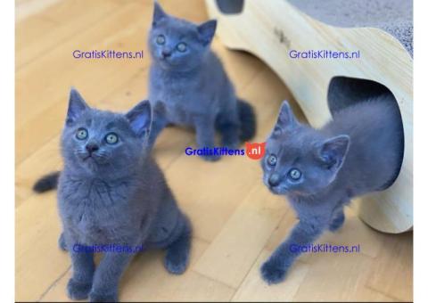 Mooie Chartreux-kittens