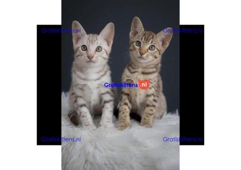 Ocicat-kittens