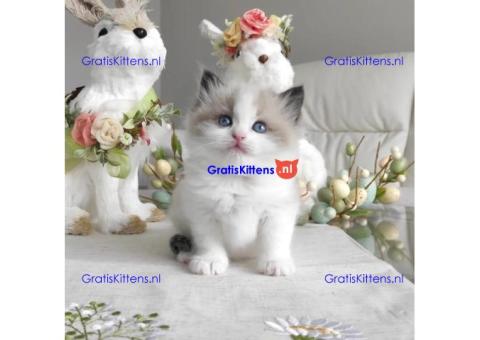 CFA-geregistreerd, Ragdoll-kittens