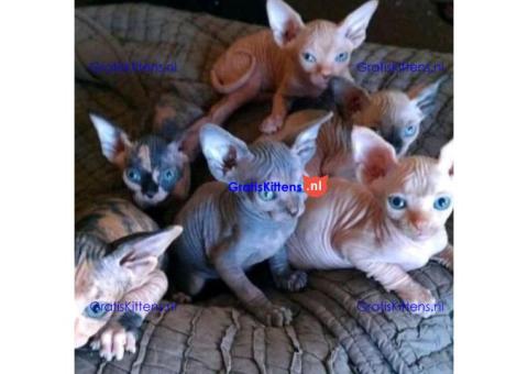 Mannetjes en vrouwtjes Sphynx Kittens