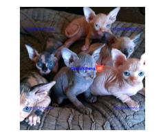 Mannetjes en vrouwtjes Sphynx Kittens