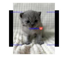 Britse Korthaar/Scottish Fold Blauw en Lilac kitten €150 Whatsapp-nummer: +32 460224753