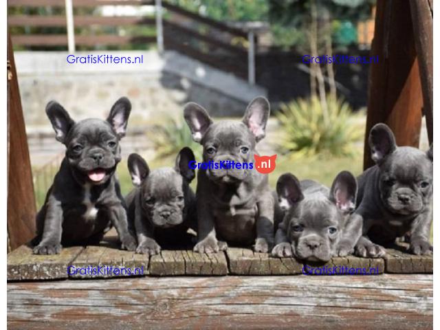 French bulldog puppies for sale.whatsapp me at: +44 7453 907158