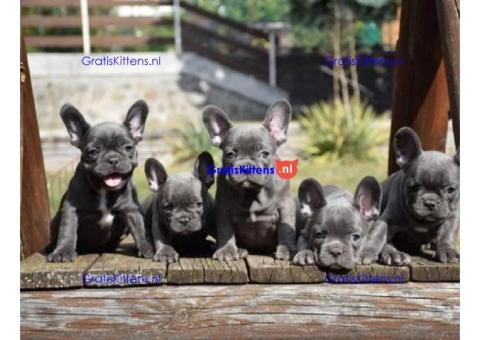 French bulldog puppies for sale.whatsapp me at: +44 7453 907158