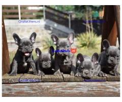 French bulldog puppies for sale.whatsapp me at: +44 7453 907158