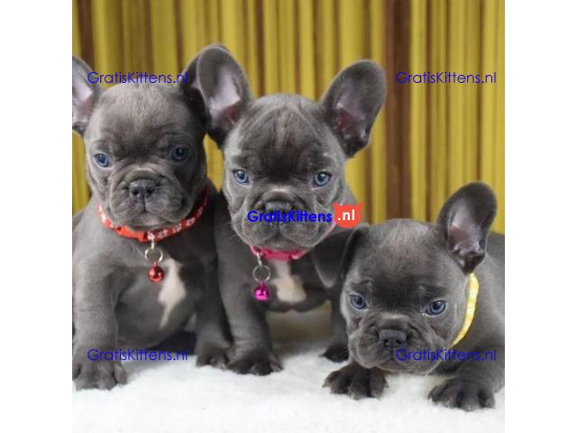 French bulldog puppies for sale.whatsapp me at: +44 7453 907158