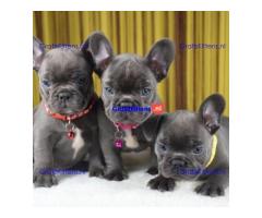 French bulldog puppies for sale.whatsapp me at: +44 7453 907158