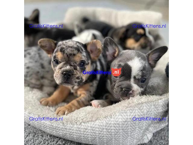 French bulldog puppies for sale.whatsapp me at: +44 7453 907158