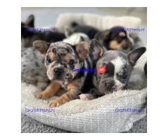 French bulldog puppies for sale.whatsapp me at: +44 7453 907158