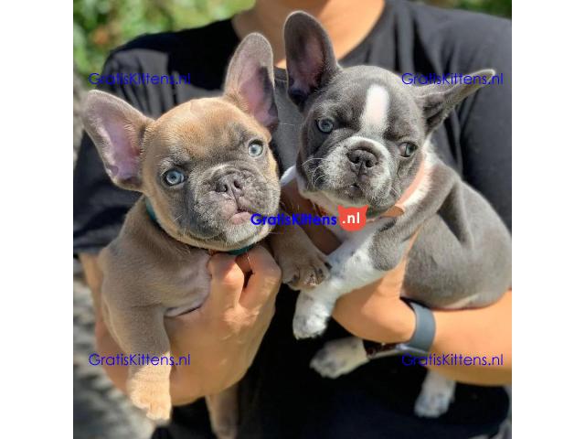 French bulldog puppies for sale.whatsapp me at: +44 7453 907158