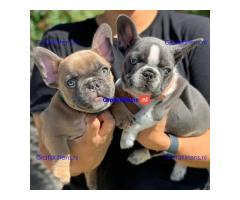 French bulldog puppies for sale.whatsapp me at: +44 7453 907158