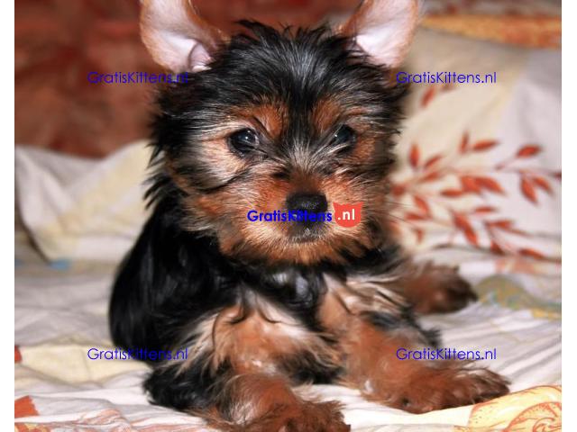 Adorable Yorkie puppies for sale.whatsapp me at: +44 7453 907158