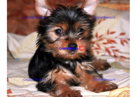 Adorable Yorkie puppies for sale.whatsapp me at: +44 7453 907158