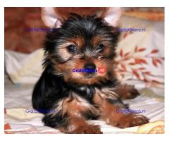 Adorable Yorkie puppies for sale.whatsapp me at: +44 7453 907158