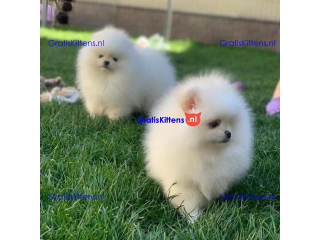 Pomeranian puppies.whatsapp me at: +44 7453 907158