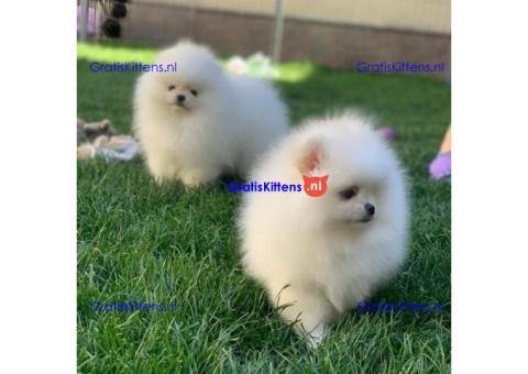 Pomeranian puppies.whatsapp me at: +44 7453 907158