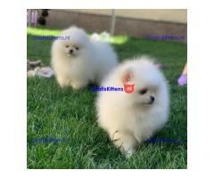 Pomeranian puppies.whatsapp me at: +44 7453 907158