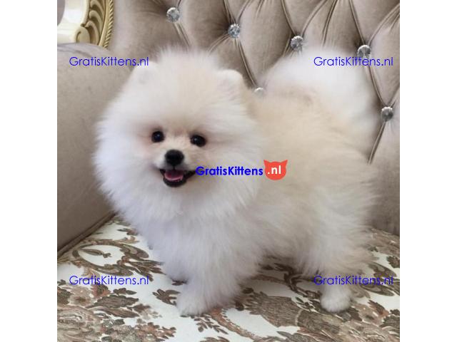 Pomeranian puppies.whatsapp me at: +44 7453 907158