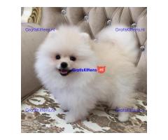 Pomeranian puppies.whatsapp me at: +44 7453 907158