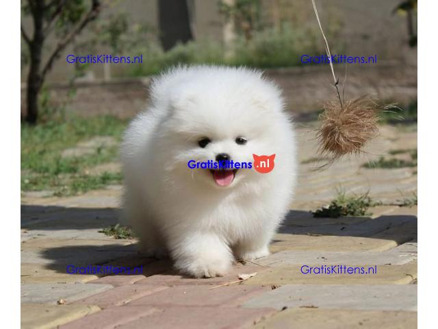 Pomeranian puppies.whatsapp me at: +44 7453 907158