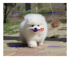 Pomeranian puppies.whatsapp me at: +44 7453 907158