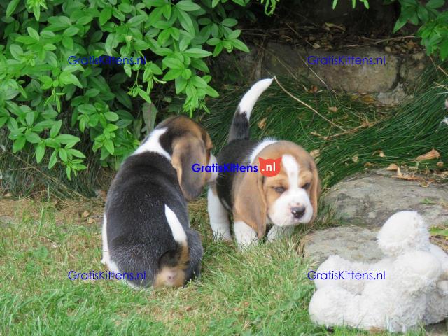 Lovely tricolor beagle puppies.whatsapp me at: +44 7453 907158