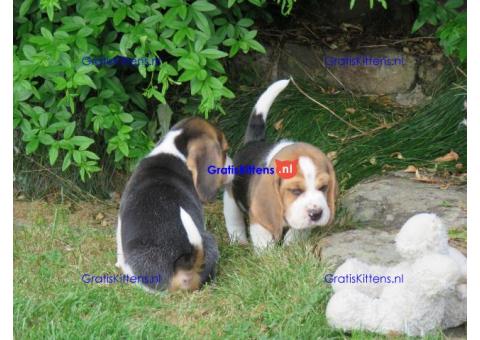 Lovely tricolor beagle puppies.whatsapp me at: +44 7453 907158