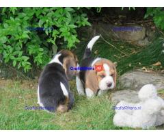 Lovely tricolor beagle puppies.whatsapp me at: +44 7453 907158