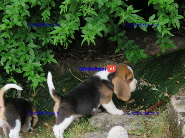 Lovely tricolor beagle puppies.whatsapp me at: +44 7453 907158