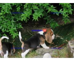 Lovely tricolor beagle puppies.whatsapp me at: +44 7453 907158