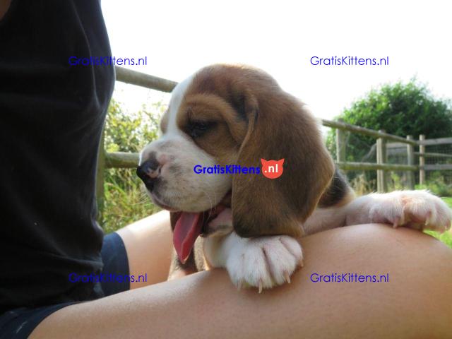 Lovely tricolor beagle puppies.whatsapp me at: +44 7453 907158