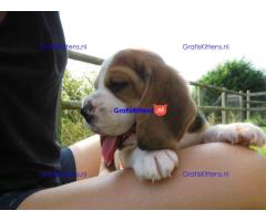 Lovely tricolor beagle puppies.whatsapp me at: +44 7453 907158