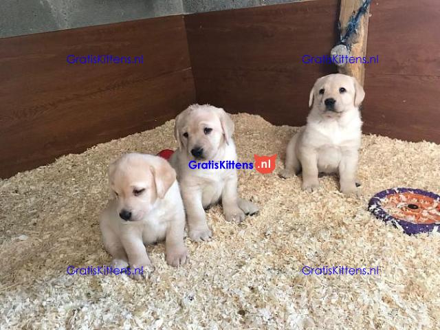 We hebben twee Labrador Retriever-pups voor herplaatsing..whatsapp me at: +44 7453 907158