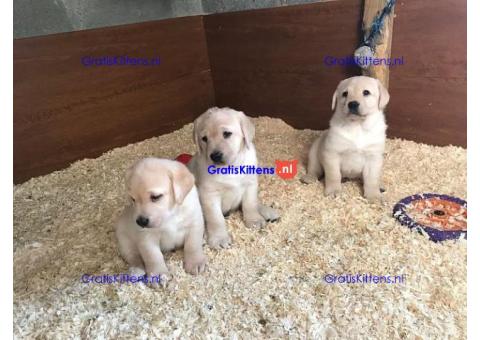 We hebben twee Labrador Retriever-pups voor herplaatsing..whatsapp me at: +44 7453 907158