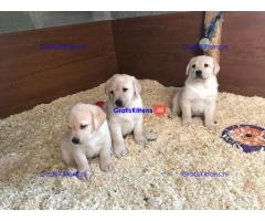 We hebben twee Labrador Retriever-pups voor herplaatsing..whatsapp me at: +44 7453 907158