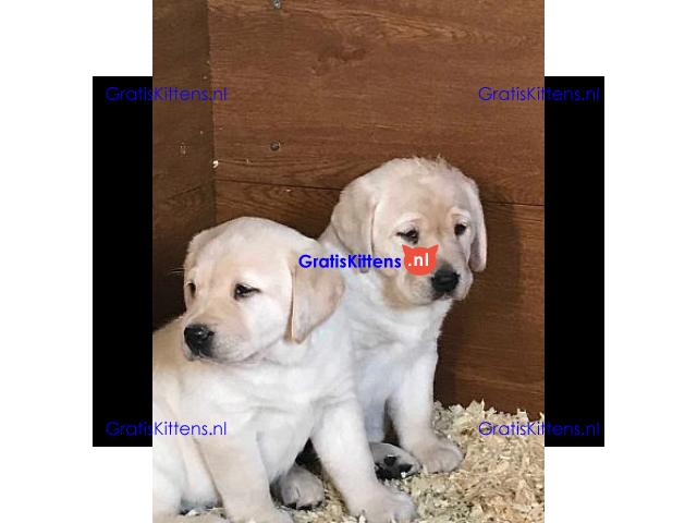 We hebben twee Labrador Retriever-pups voor herplaatsing..whatsapp me at: +44 7453 907158