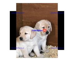 We hebben twee Labrador Retriever-pups voor herplaatsing..whatsapp me at: +44 7453 907158