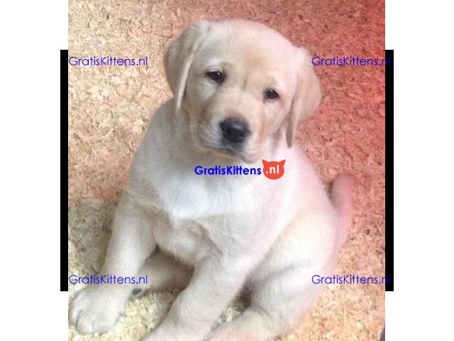 We hebben twee Labrador Retriever-pups voor herplaatsing..whatsapp me at: +44 7453 907158