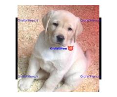 We hebben twee Labrador Retriever-pups voor herplaatsing..whatsapp me at: +44 7453 907158