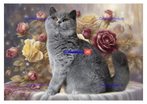 Britse Korthaar/Scottish Fold Blauw en Lilac kitten €150 Whatsapp-nummer: +32 460224753