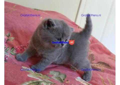 Britse Korthaar/Scottish Fold Blauw en Lilac kitten €150 Whatsapp-nummer: +32 460224753