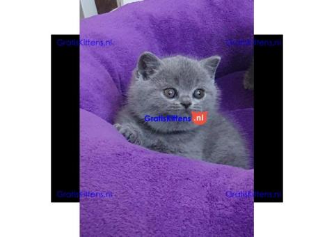 Britse Korthaar/Scottish Fold Blauw en Lilac kitten €150 Whatsapp-nummer: +32 460224753