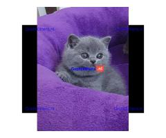 Britse Korthaar/Scottish Fold Blauw en Lilac kitten €150 Whatsapp-nummer: +32 460224753