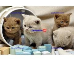 Britse Korthaar/Scottish Fold Blauw en Lilac kitten €150 Whatsapp-nummer: +32 460224753