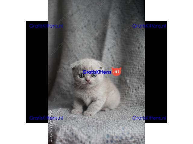 Britse Korthaar/Scottish Fold Blauw en Lilac kitten €150 Whatsapp-nummer: +32 460224753