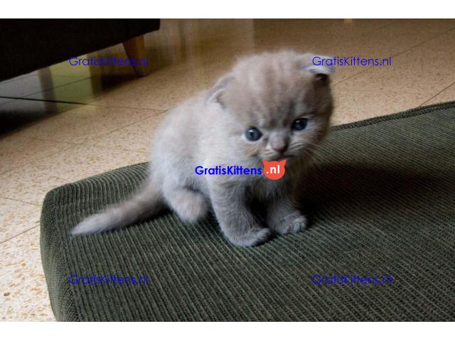 Britse Korthaar/Scottish Fold Blauw en Lilac kitten €150 Whatsapp-nummer: +32 460224753