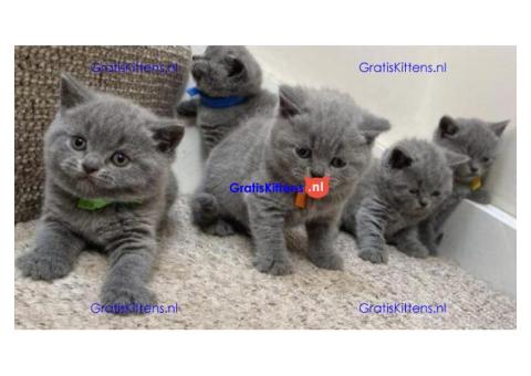 Blauwe britse korthaar kittens