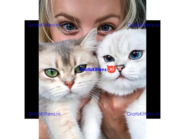Brits Korthaar Kittens