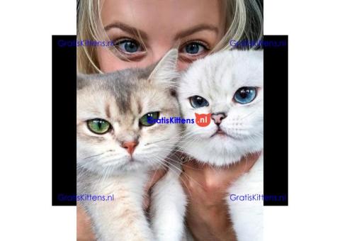 Brits Korthaar Kittens