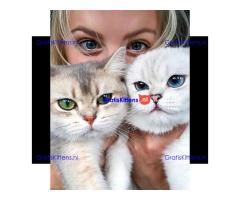 Brits Korthaar Kittens